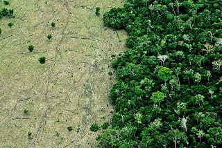 Deforestation and Its Effects on Ecosystems