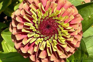 A closeup photo of a Zinnia blossom in muted tones of pink, yellow, and rose.