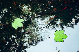 Concentric ripples on a pond showing interaction with the surface of the water.