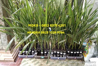 Tissue Culture BARHEE Date Palm Seeds