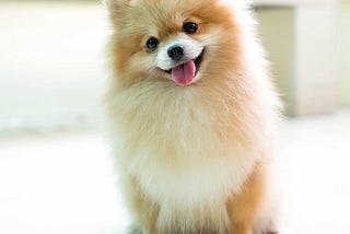 Pomeranian Boo Eğitimi ve Özellikleri!