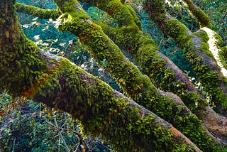 Sharing Foothills Park is Magical