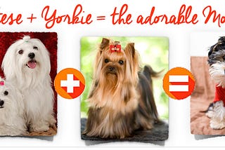 Maltese dog picture plus a Yorkshire terrier (picture) are bred to poroduce a Morkie.