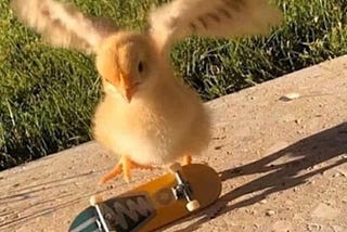 Baby chicken appearing to attempt a kickflip