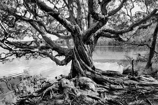 Photo of a tree in Myall Lakes National Park, NSW, Australia.