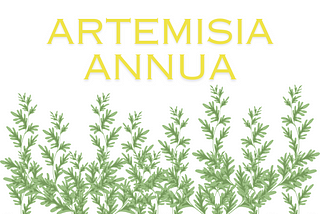 Artemisia annua — Effects and Side Effects