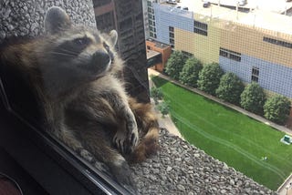Thoughts on the #MPRraccoon