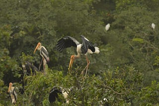 How to Engage in Recovery of Painted Storks Population that is Near Threatened to Extinction?