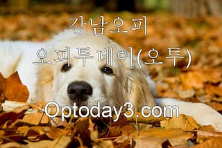 건대핸플『〖추천사이트: optoday3.com〗』↗오피투데이(오투)♥통↘인천오피사이트