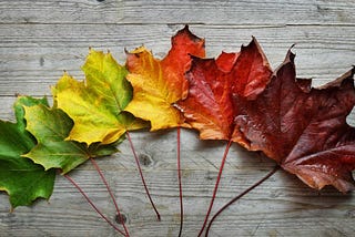 6 leaves lay together in a line varying in colour from green through to yellow, orange and then red.