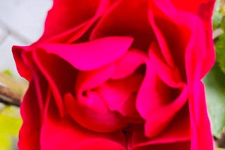 So Red the Rose — Carbon Gardening