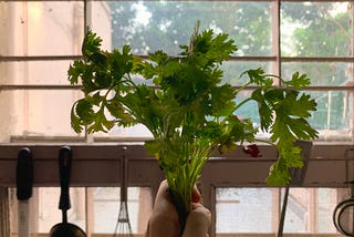 About Coriander