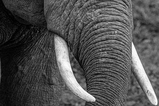 Wie tickt der Elefant? — Teil 4