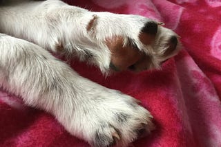 Yes, We Did Get A Dog!