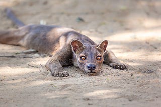 Weird and Wonderful: The Fossa (Cryptoprocta ferox)
