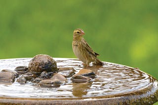 a bird perched on a bird bath
