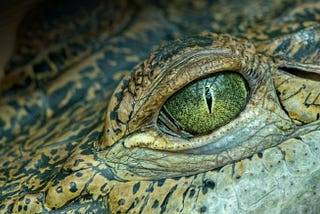 A close-up shot of a crocodile’s eye.