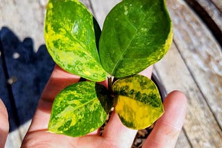 ZZ Plant Variegated | Rooted 4” Pot | Easy Indoor Houseplant | Live Tropical Plant from Eastern…