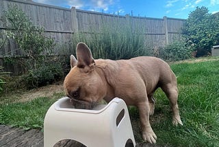 Breathing Easy: How Flat-Faced Dog Bowls Improve Respiratory Health