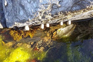 A photo taken by author of 5 beach barnacles on a rocky formation next to beautiful fluorescent green water smothered in seaweed and algae.