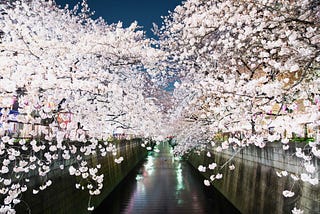 Tokyo‘s Must-See Cherry Blossom Spots