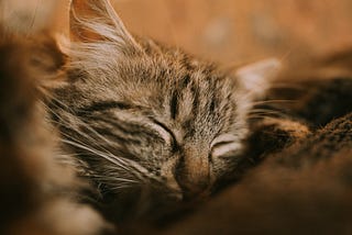 Cat Purring: Do you know the intriguing reasons behind it?