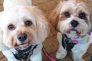 2 mix breed cavalier king charles, bichon frise dogs. Dog on the left is white/apricot in colour, dog on the right is brown and white wearing a polka dot bandana