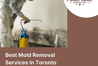 Best Mold Removal Services In Toronto