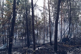 Portugal fires: We don’t deserve this