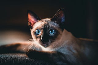 A Curious Siamese Cat. Photo by Felix Mittermeier on Unsplash