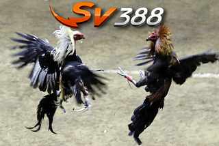 SV388 >>> Situs Judi Sabung Ayam Online 24 Jam