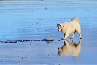 Japanese Spitz