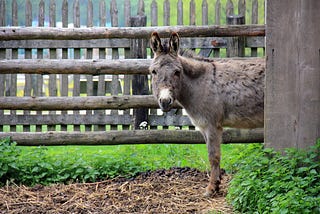 Excuse Me, Ma’am, Did I Hear You Say I’d Get a Donkey With That?