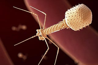 Bacteriophages: A Cure for Superbugs?