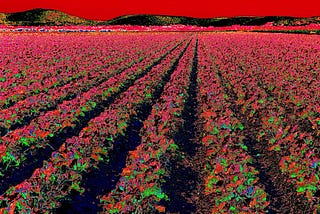 Photograph of a field of collard greens growing in rows with low mountains in the background. The colors have been manipulated making the sky blood red and the collards red and green.