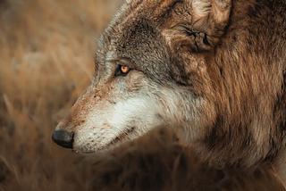 What Is so Attractive About Shapeshifters?