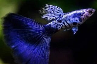 Dive into the Celestial Realm of Galaxy Blue Tail Guppies: A Fishkeeping Adventure