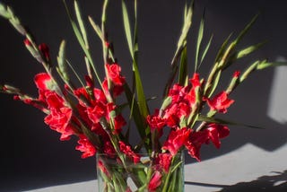 Gladioli Flowers