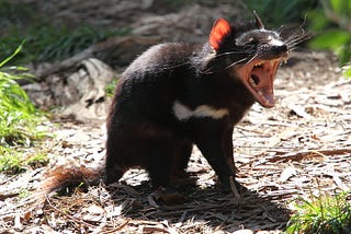 How the Tasmanian devil inspired one researcher to devise a method to create ‘safe cell’ therapies