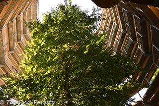 Treetop Walkway in Rügen, Germany