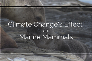 Climate Change’s Effect on Marine Mammals