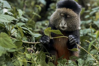 How To Visit The Golden Monkeys In Rwanda