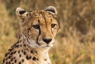 Known as the worlds fastest animal, clocking in at up to 75mph the cheetah is one of the main…