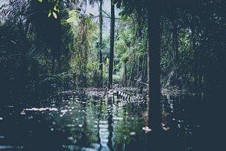 Rewilding your attention