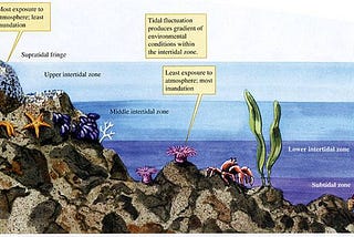 Structural Complexity and Intertidal Organisms: A Quick Thought