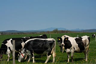 The Precarious Nature of Vermont’s Dairy Industry