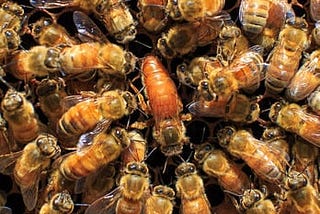 Close-up of a colony of bees with its Queen in the centre