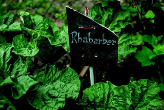 Color photo of a lush, growing rhubarb crop. A black place marker reads; Rhabarber.