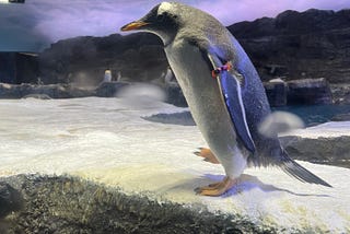 Tariffs on Penguins Means Trouble for Singapore