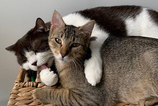 Cat lying with arm around a kitten